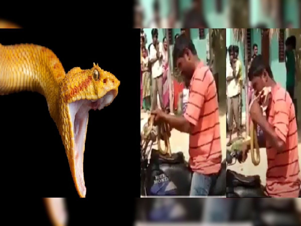 viral snake video: सापाला चिकनप्रमाणे कचाकचा चावून खाल्लं...Viral Video पाहून येईल किळस title=