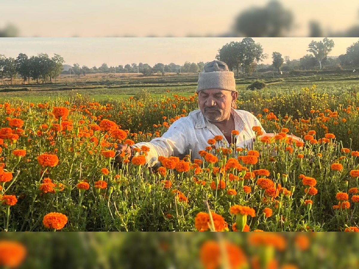 Farmer Success Story: बळीराजाची एकच चर्चा, नुसता छापतोय पैसा.. तुम्ही देखील नोकरी सोडून घ्याल शेती कसण्याचा निर्णय title=