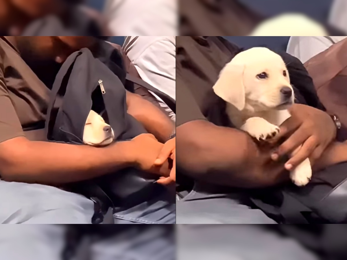 Local Train Dog: मुंबईच्या लोकलमध्ये 'चार्ली'चा प्रवास; गोंडस कुत्र्याचा Video तुम्ही पाहिला का? title=