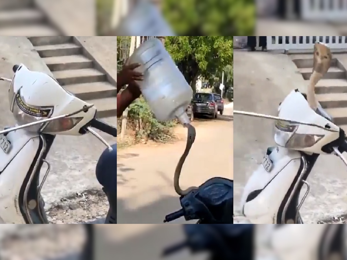  Viral video: स्कूटीच्या हँडलवर लोळत होता King Cobra...थोडक्यात बचावला जीव, video पाहून येईल अंगावर येईल काटा..  title=