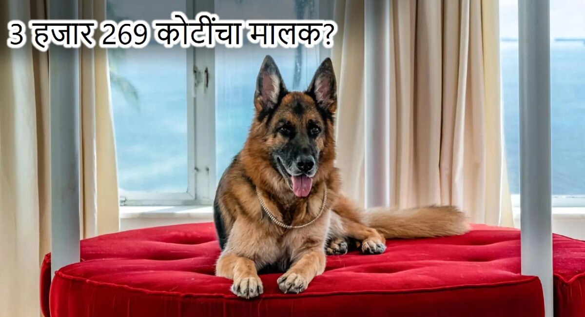Netflix Documentary To Delve Into Hoax Of German Shepherd Gunther Vi netflix-documentary-to-delve-into-hoax-of-german-shepherd-gunther-vi