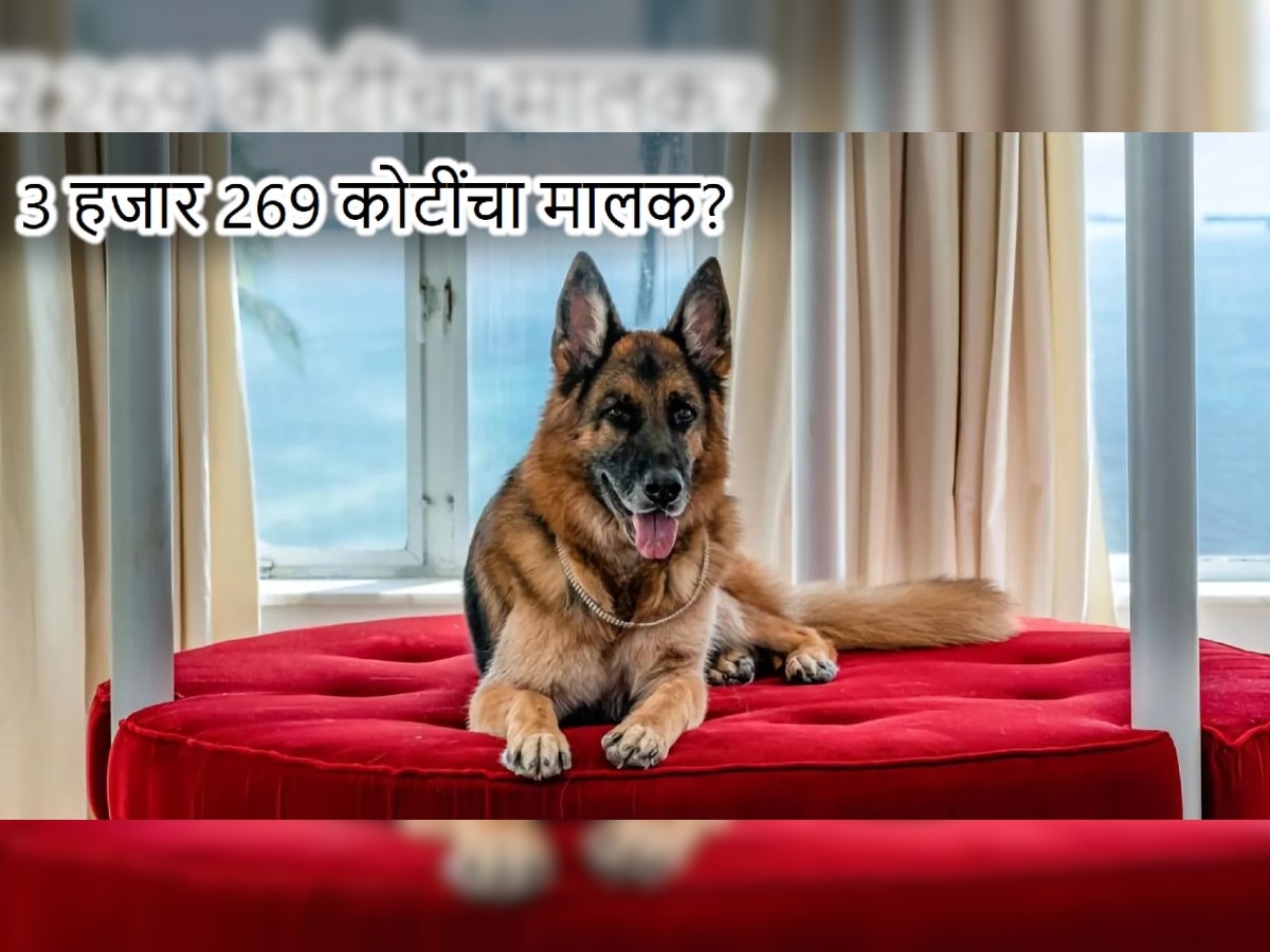 3 हजार 269 कोटी रुपयांचा मालक आहे हा कुत्रा? Netflix वरील डॉक्युमेंट्रीमधून उलगडणार त्याच्या संपत्तीचं रहस्य title=