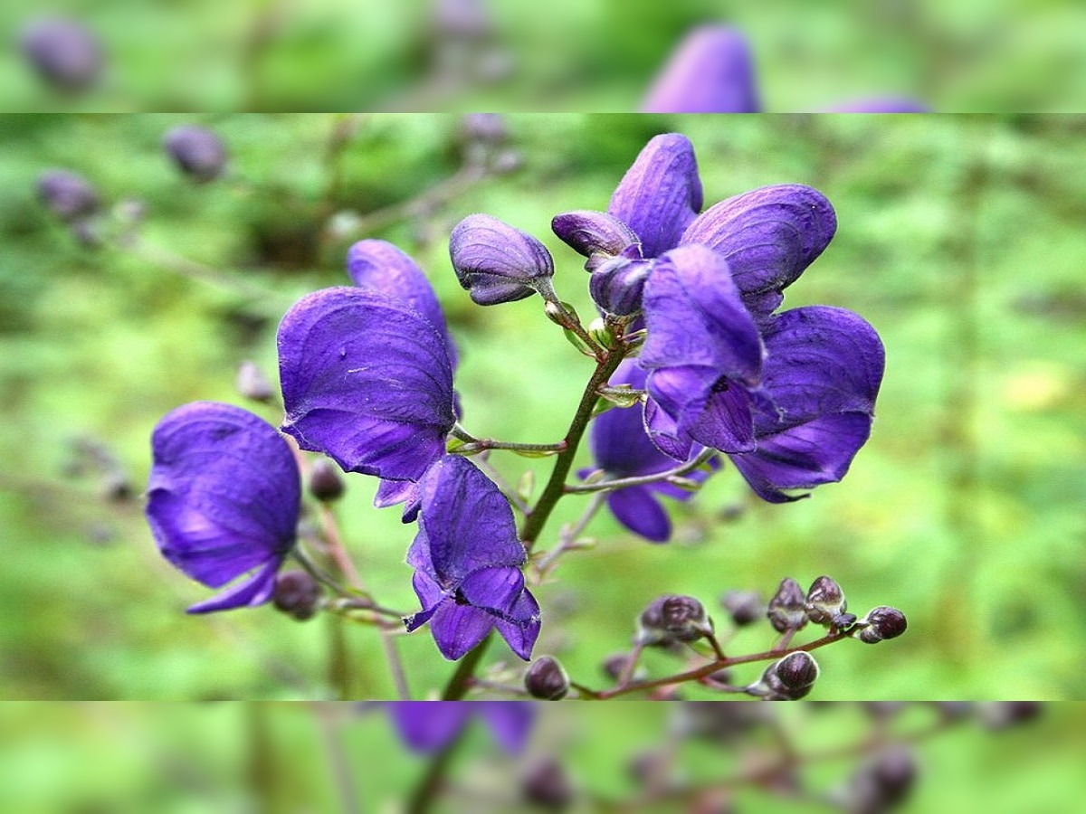 Aconite Flower Use:  एकदम डेंजर फूल ! सुगंध घेतल्यावर व्हाल बेधुद्ध, खाल्ल तर होईल मृत्यू title=