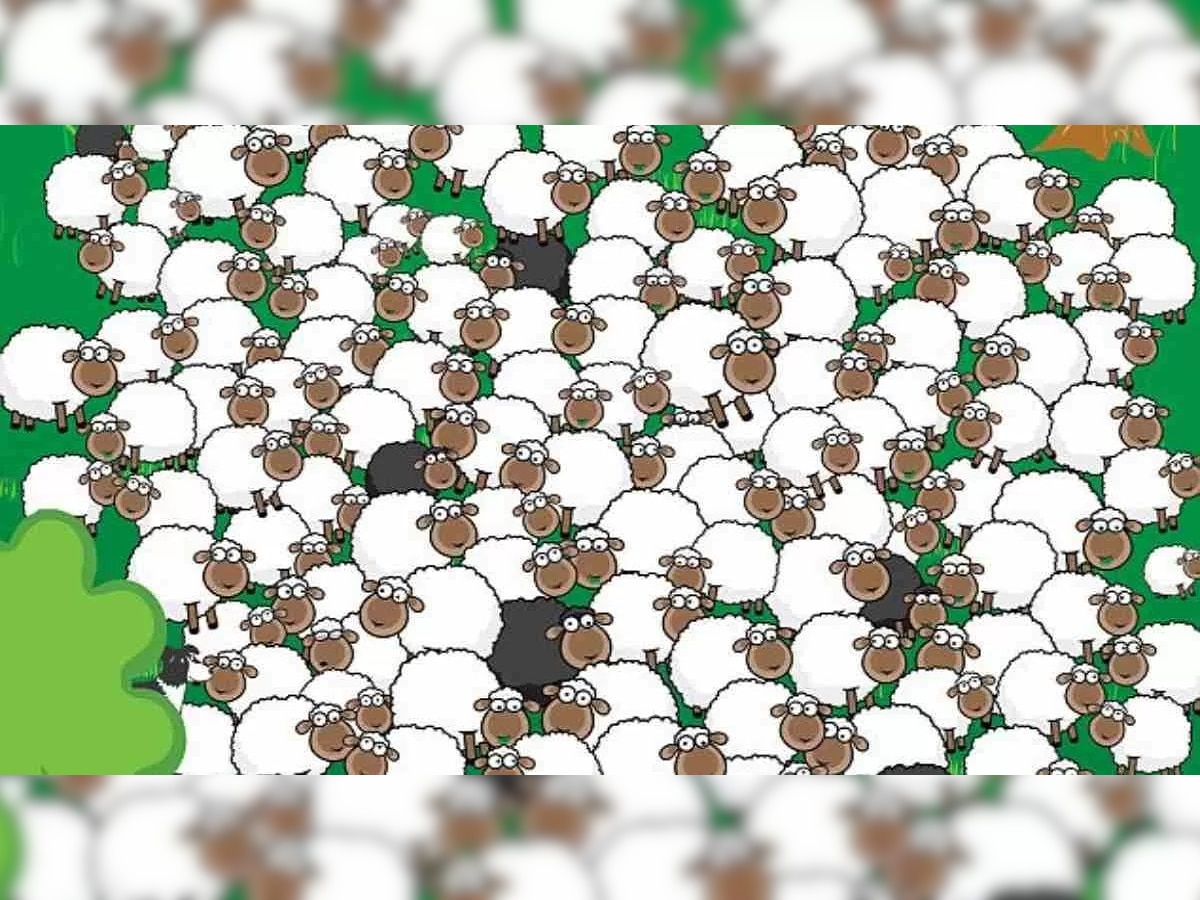  Optical Illusion:मेंढयांमध्ये लपलेला कुत्रा शोधून दाखवा, तुमच्याकडे 30 सेकंदाची वेळ  title=
