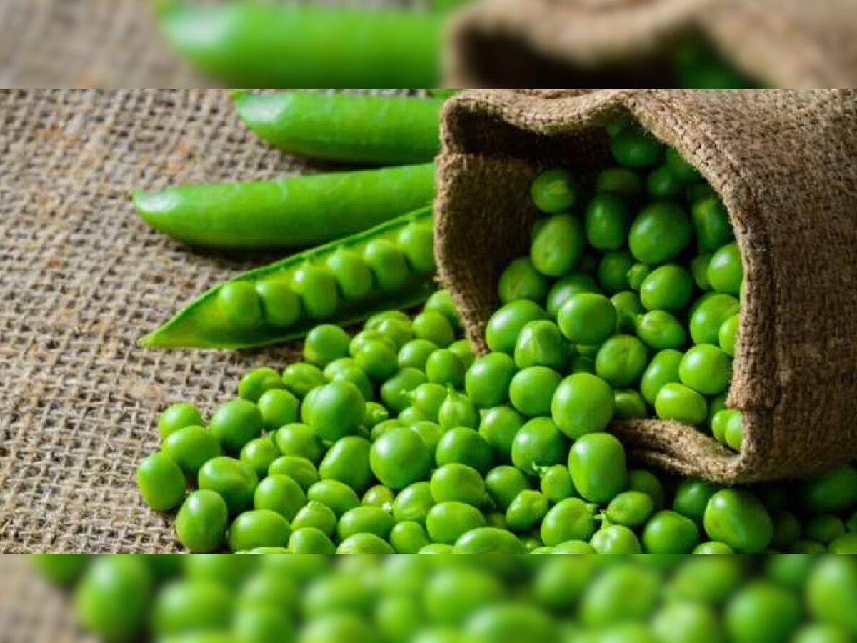 Green Peas: तुम्हालाही हिरवा वाटाणा आवडतो का? त्याआधी हे वाचा, उद्भवू शकतात आरोग्याच्या समस्या title=