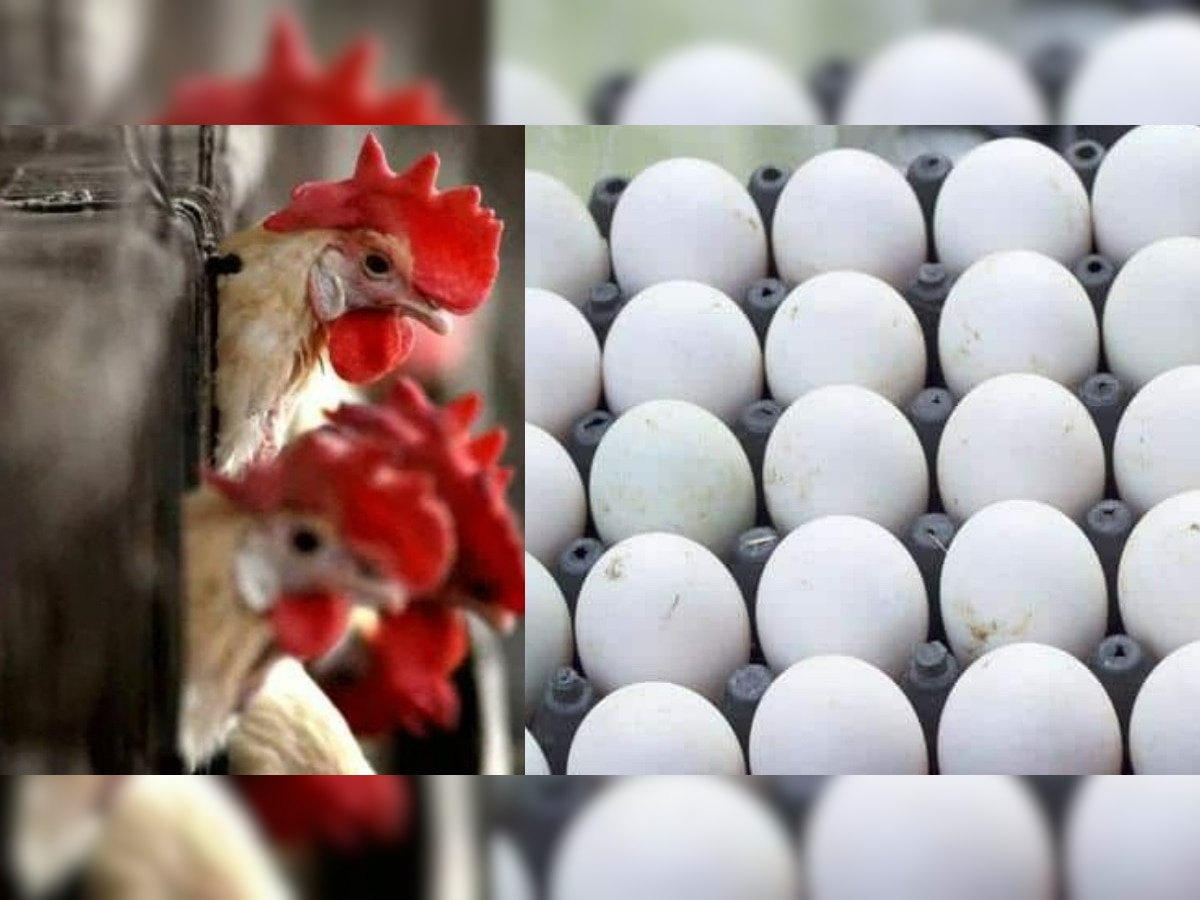 Maharashtra Egg Shortage: महाराष्ट्रात अंड्यांचा तुटवडा, रोज जाणवत आहे १ कोटी अंड्यांची कमतरता, जाणून घ्या कारण title=
