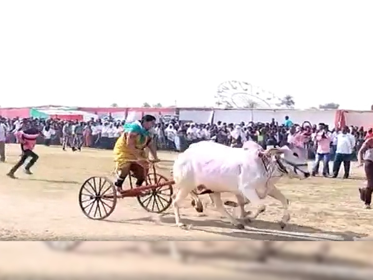 Amravati Bullock Cart Race : शेतकऱ्याच्या लेकीनं केली कमाल; UPSC चा अभ्यास करत जिंकली बैलगाडा शर्यत title=