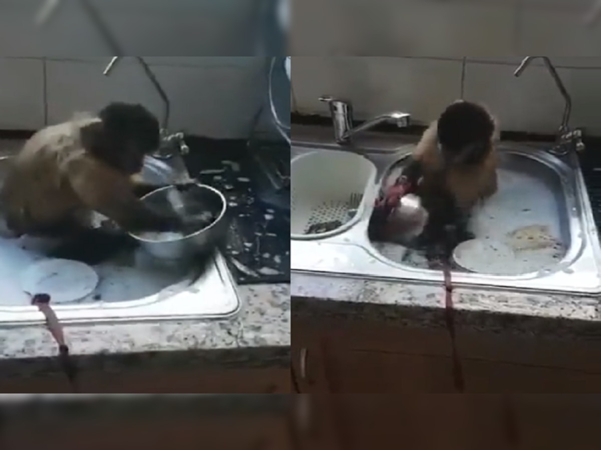 VIRAL VIDEO: स्वयंपाक घरात बेसिनमध्ये बसून माकडानं घासली भांडी? काय घडला प्रकार... title=