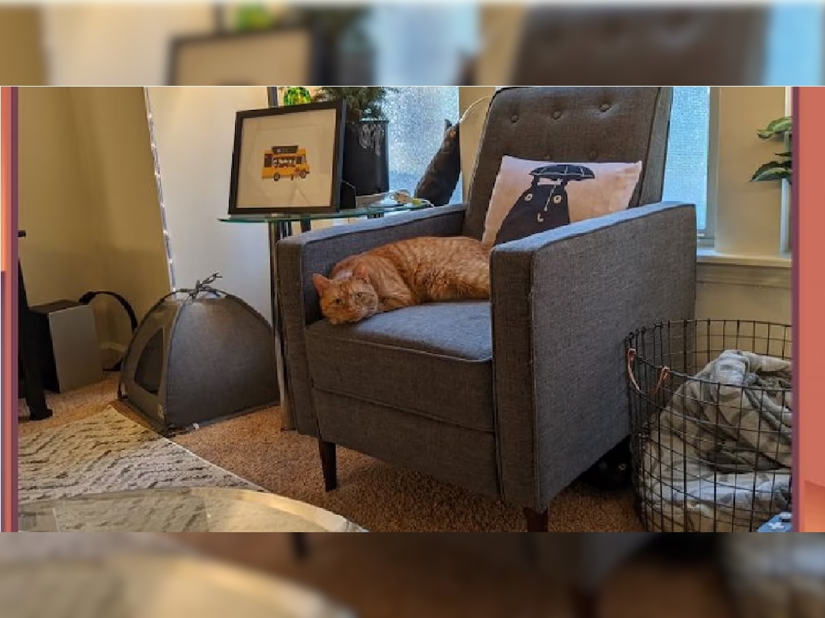 Optical Illusion :  खोलीत आहेत दोन मांजरी; एक सोफ्यावर बसलेय तर दुसरी कुठे आहे ते शोधून दाखवा title=