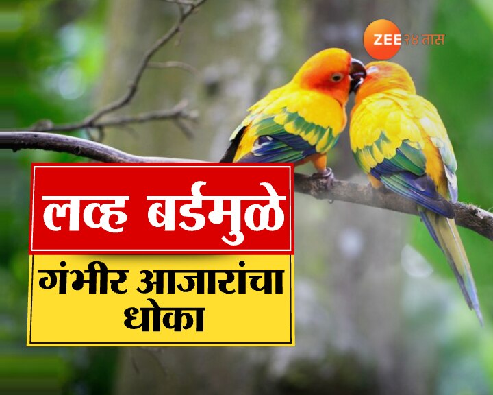 love birds could cause several lungs diseases