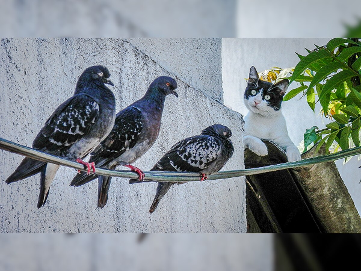 Pigeons Killing: तू माझी मांजर चोरली, मी तुझी कबुतरं ठार केली; घटनाक्रम ऐकून पोलीसही चक्रावले title=