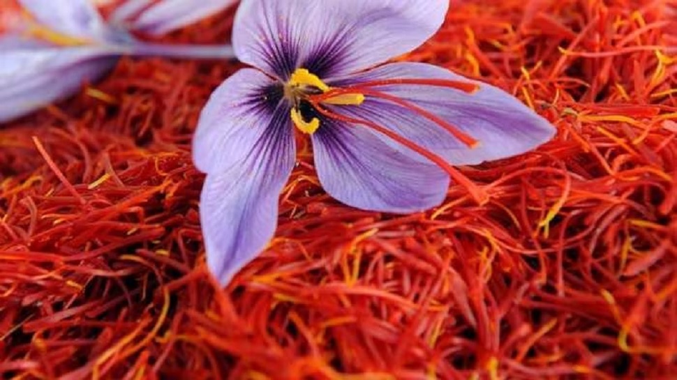 saffron water news 