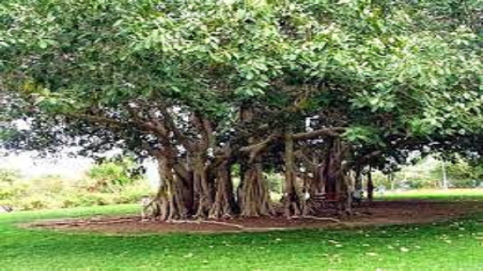 benefits of tie kalawa to tree