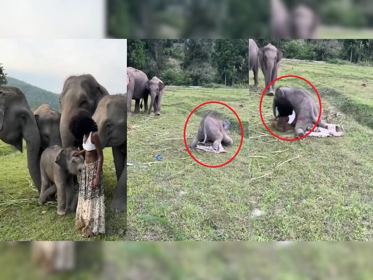 Viral Video  : तरुणी हत्तींसोबत फोटो काढायला गेली अन् मग... title=