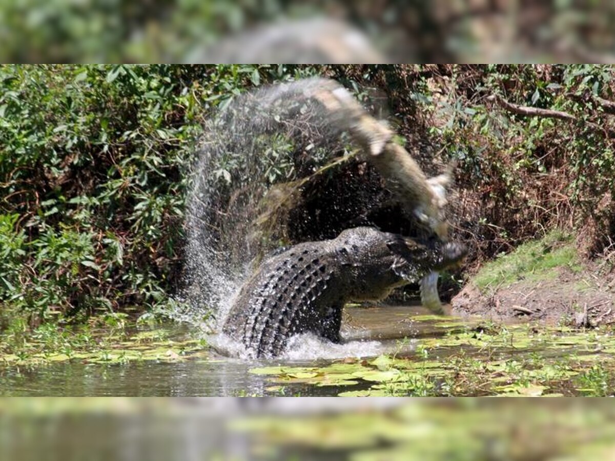 Crocodile Returns Dead Body: मगरीने परत केला चार वर्षांच्या मुलाचा मृतदेह; पाहणारे झाले थक्क title=