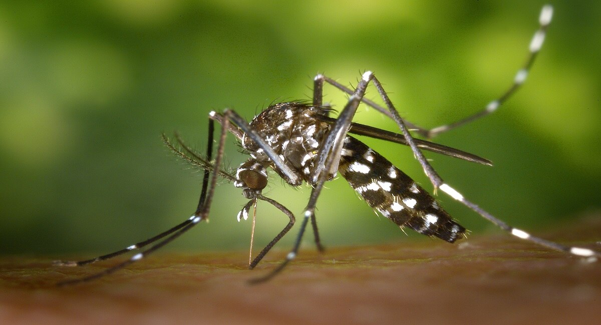 एक मच्छर जगाला टेन्शन, जगभरात धुमाकूळ घालणाऱ्या टायगर मच्छरसमोर अगरबत्तीही फेल 