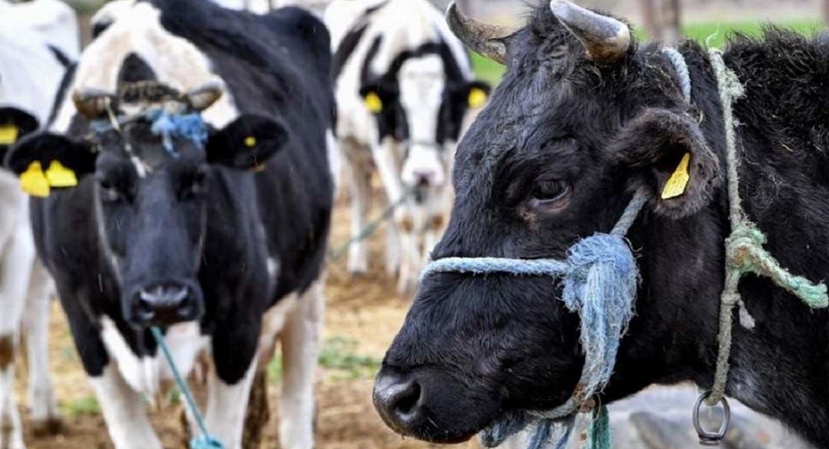 Super Cows: China ने Cloning करत तयार केल्या 3 &#039;सुपर गाई&#039;, एका वर्षात देणार तब्बल 17 हजार 500 लीटर दूध