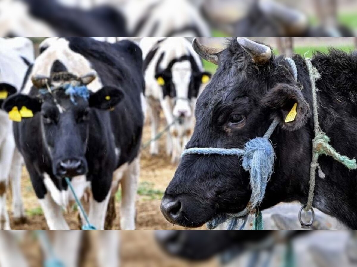 Super Cows: China ने Cloning करत तयार केल्या 3 'सुपर गाई', एका वर्षात देणार तब्बल 17 हजार 500 लीटर दूध title=