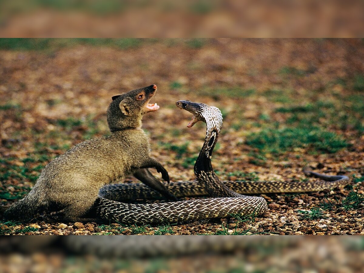 Viral video : साप मुंगुसाचा फायटिंगचा कधीही न पाहिलेला व्हिडीओ...पाहून येईल अंगावर काटा title=