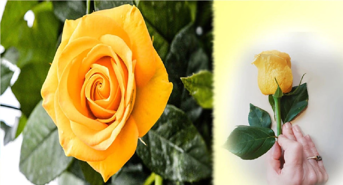 yellow Rose