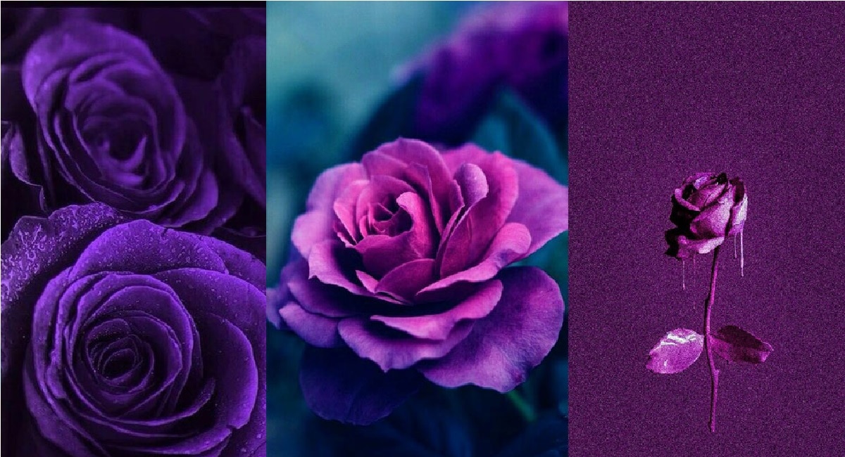 purple rose 