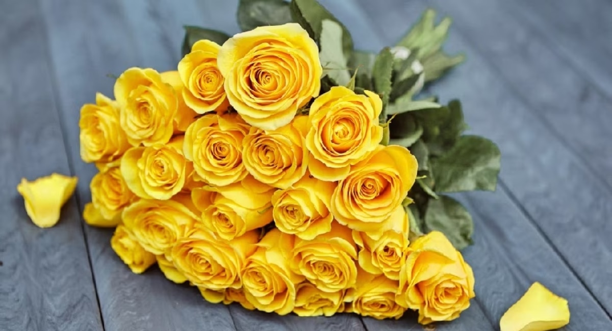 Yellow Roses - Valentine Day 2023