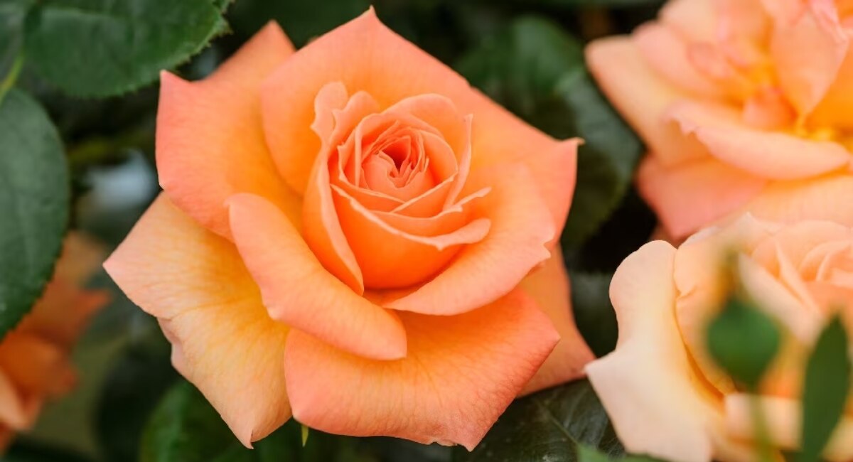 Saffron Roses - Valentine Day 2023