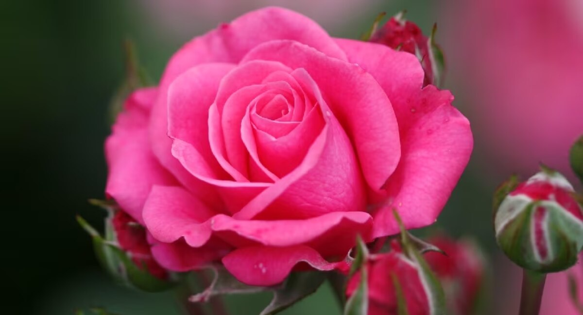 Pink Roses - Valentine Day 2023