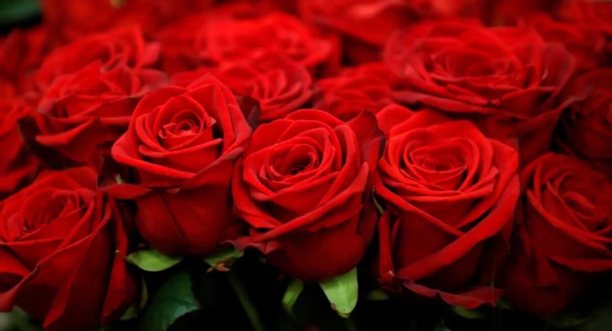 Red Roses - Valentine Day 2023