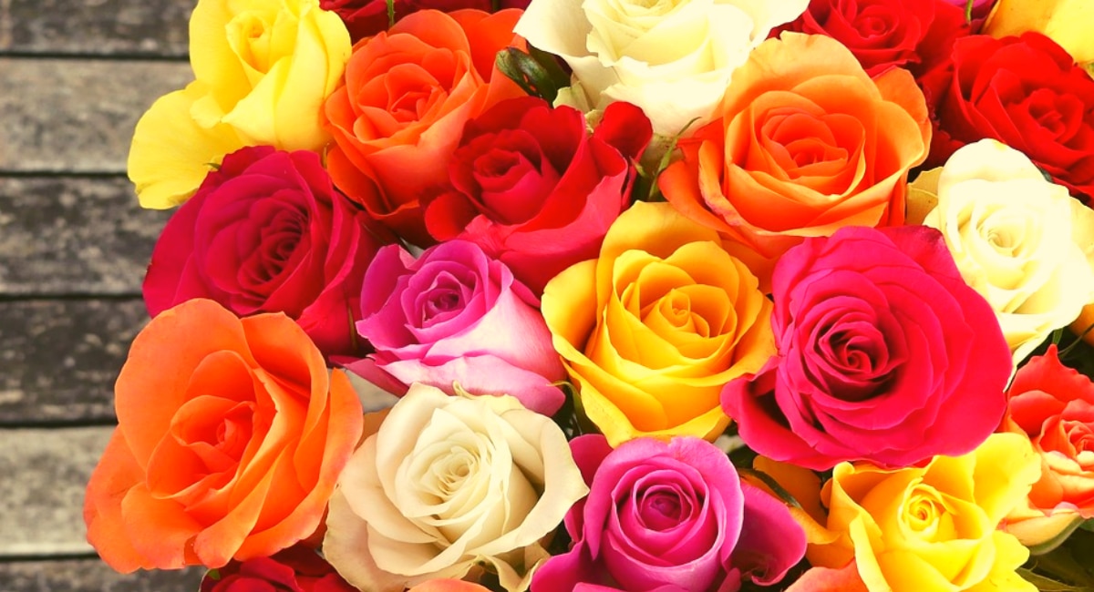 558861 Different Rose Colour 