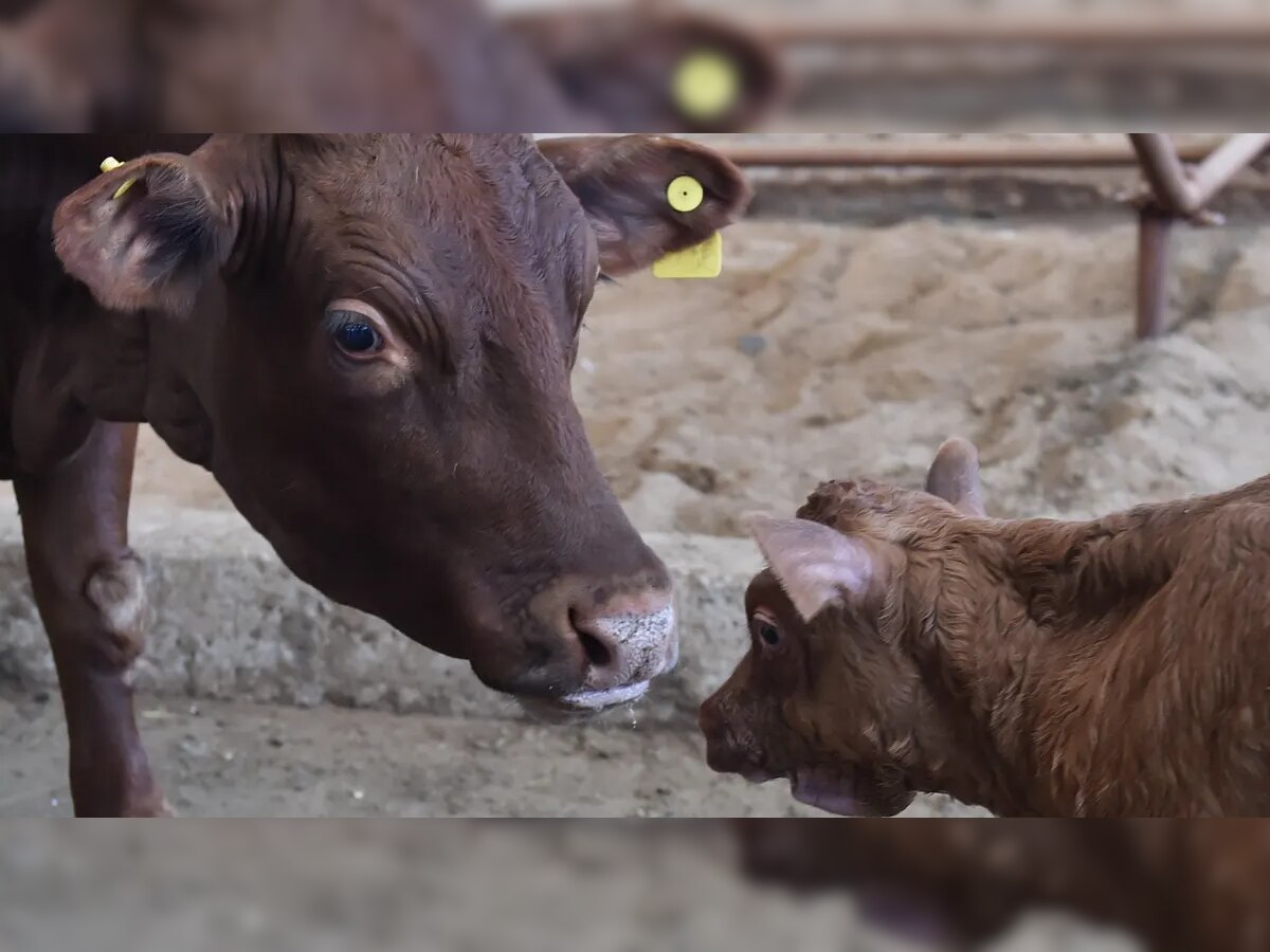 Cow Milk : बापरे! एक गाय देणार 140 लिटर दूध; सुपर गायीबद्दल ऐकलंत का? title=
