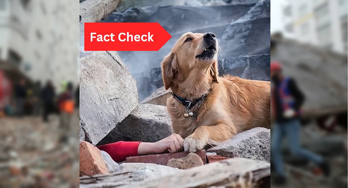 fact check Old Picture a Dog goes viral after turkey Earthquake know
