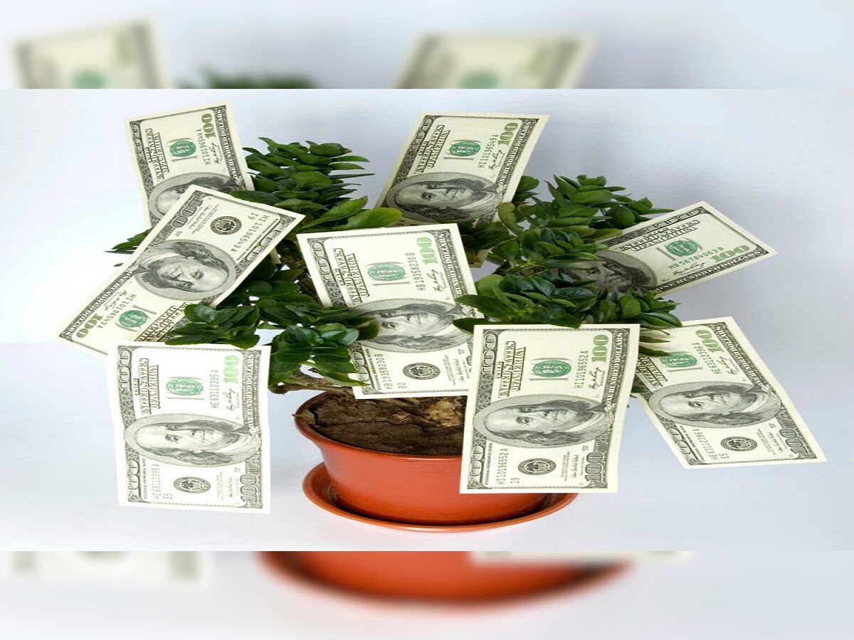 Vstu tips for Money : घरात पैसे खेळता ठेवायचाय ? ही 2 झाडं आवर्जून लावलीच पाहिजेत  title=