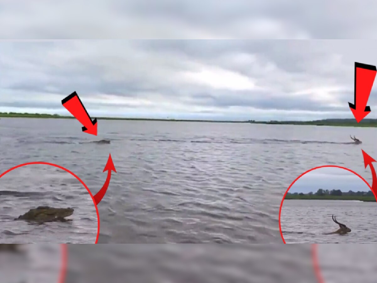 Crocodile Chasing Deer Video: नदी ओलांडणाऱ्या हरणाचा मगरीकडून पाठलाग; थरार कॅमेरात कैद title=