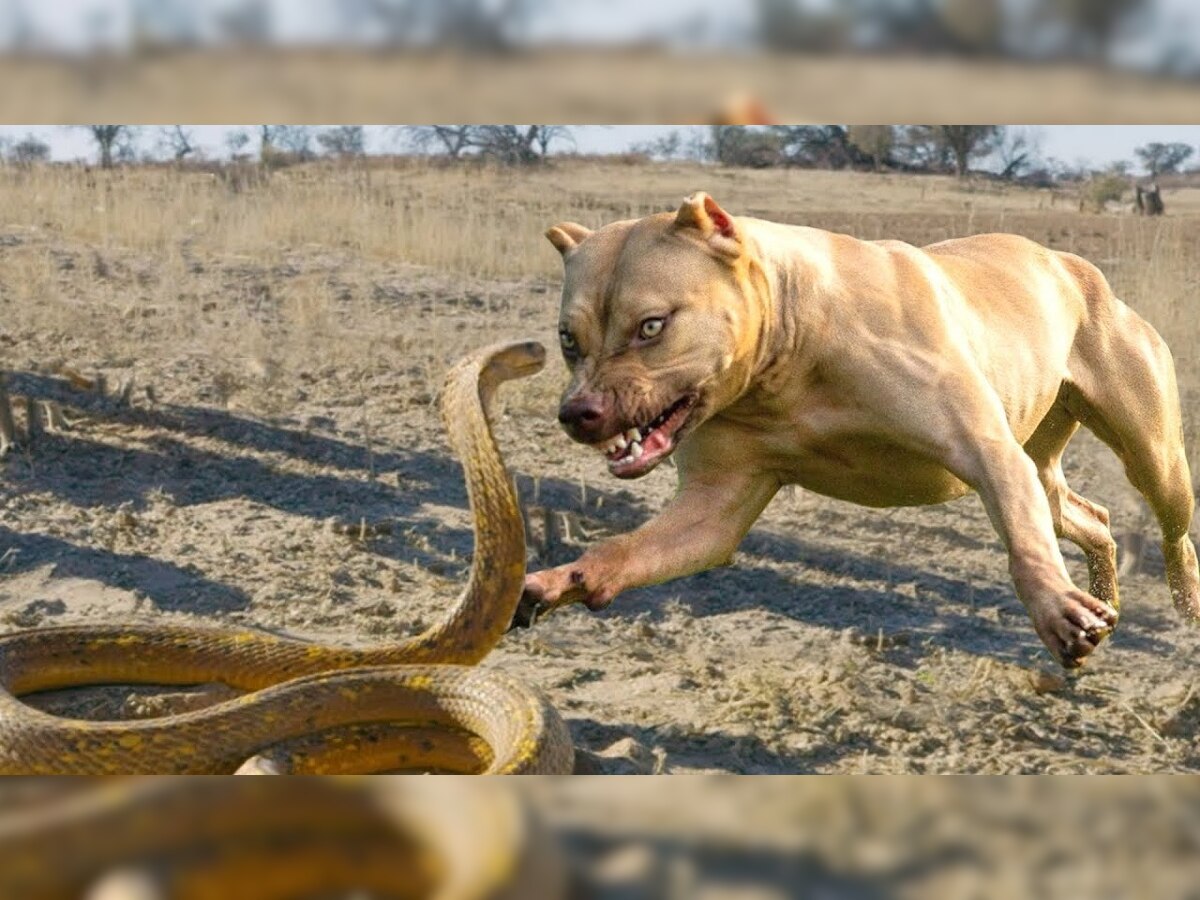 Trending Video : कुत्रा आणि सापाची फ्री स्टाईल, शेवट पाहून तुम्हीही हादराल... title=