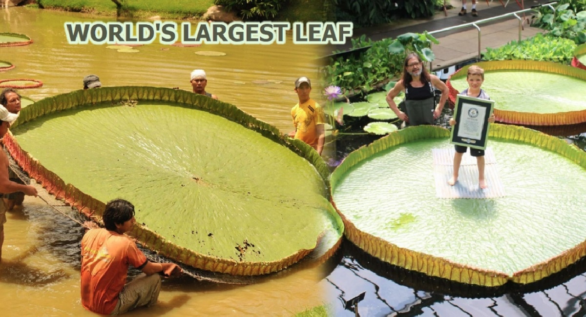 Worlds Largest Leaf