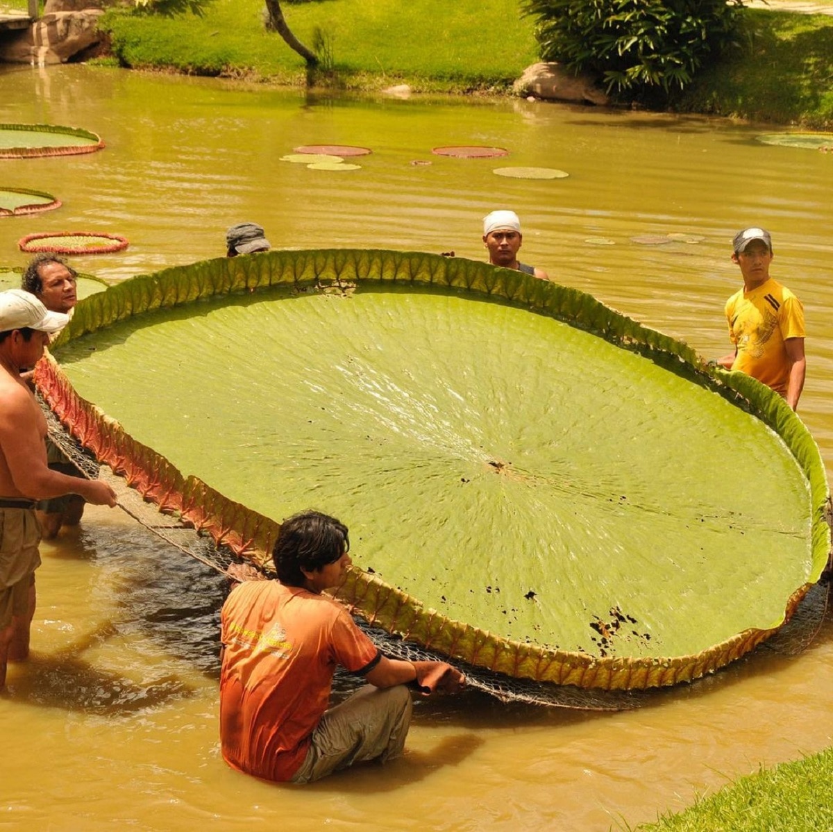 Worlds Largest Leaf