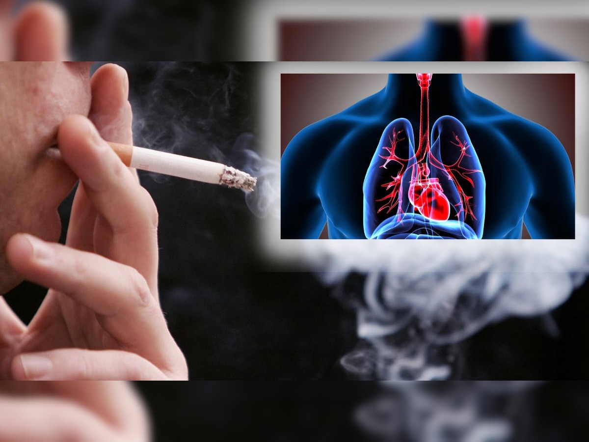 Lungs Health: अति सिगारेट ओढणाऱ्यांचं फुफ्फुस देखील राहतील हेल्दी, फक्त 'या' पदार्थांचं करा सेवन title=