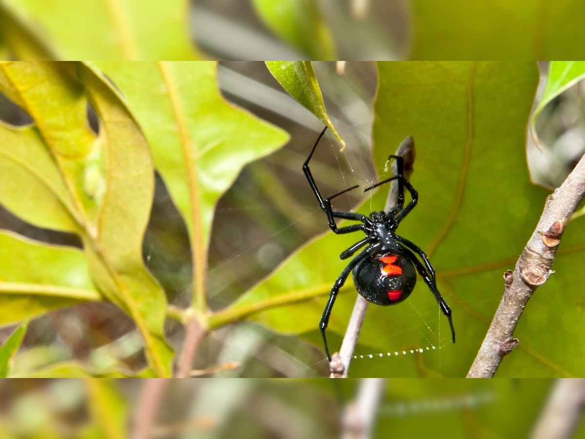 Spider Sex : SEX केल्यानंतर आपल्या पार्टनरचा जीव घेणारा भयानक किडा; सापही घाबरतो याला title=