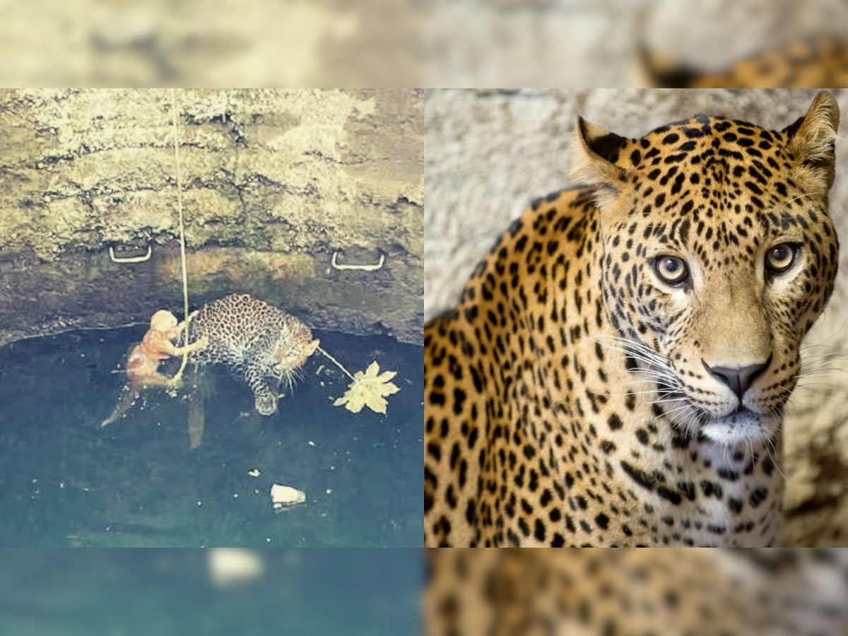 Leopard Cat Viral Video: खोडकर मांजराची अंतरंगी धमाल, मृत्यूच्या दारात बिबट्याशी मस्ती! title=