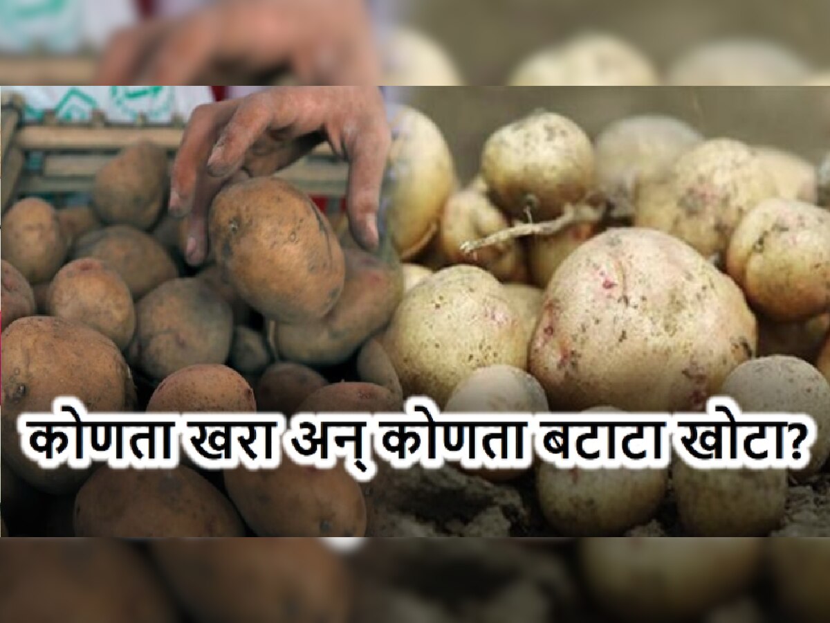 बाजारात खोटा बटाटा! तुम्ही खाताय का हा नकली बटाटा? कसा ओळखावा Fake Potato जाणून घ्या title=