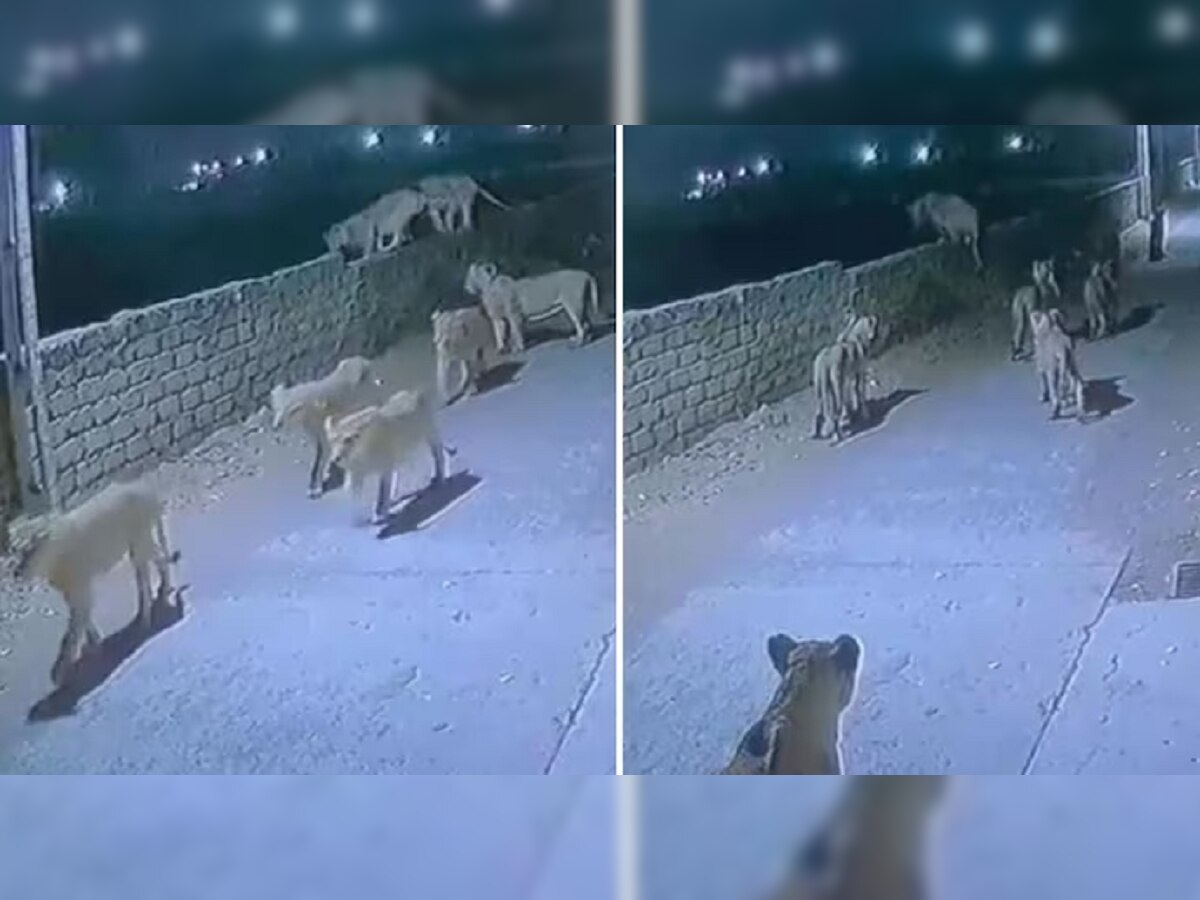 Lions Virla Video : अचानक शहरात शिरले एक नाही तब्बल 8 सिंह, शिकार मिळत नसल्याने... title=