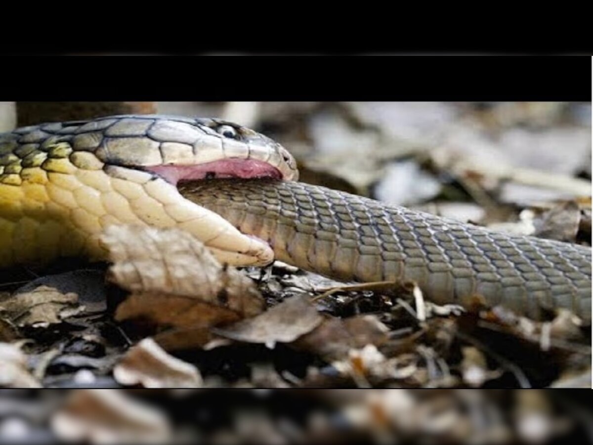 Viral cobra video :  महाकाय कोब्राने चक्क सापालाच गिळलं...व्हिडीओ पाहून येईल अंगावर काटा title=