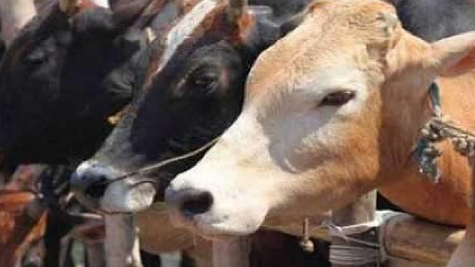 Kolhapur News : कणेरी मठ लोकोत्सवाला गालबोट, 53 गायींचा तडफडून मृत्यू