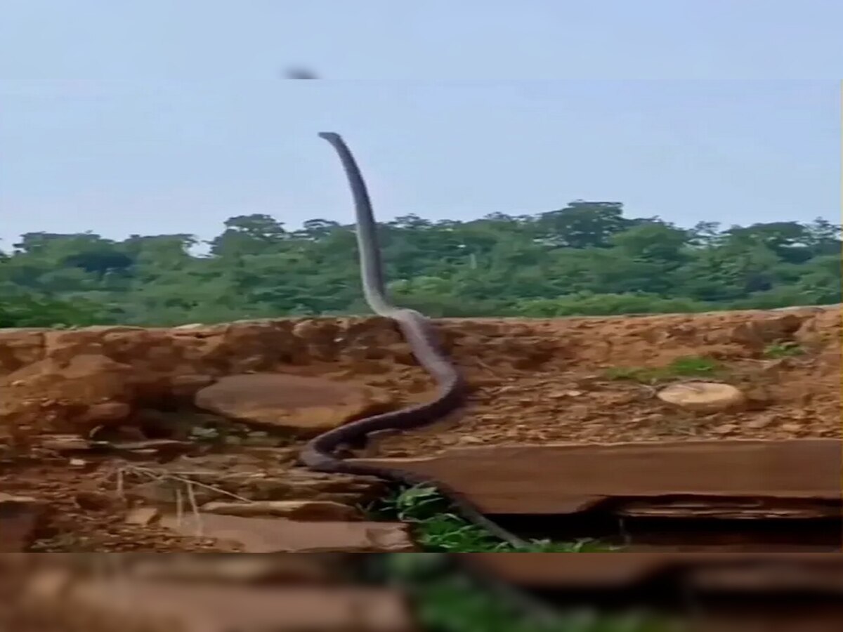 King Cobra viral video : सरपटणारा कोब्रा चक्क शेपटीवर उभा राहिला आणि...व्हिडीओ पाहून व्हाल थक्क   title=