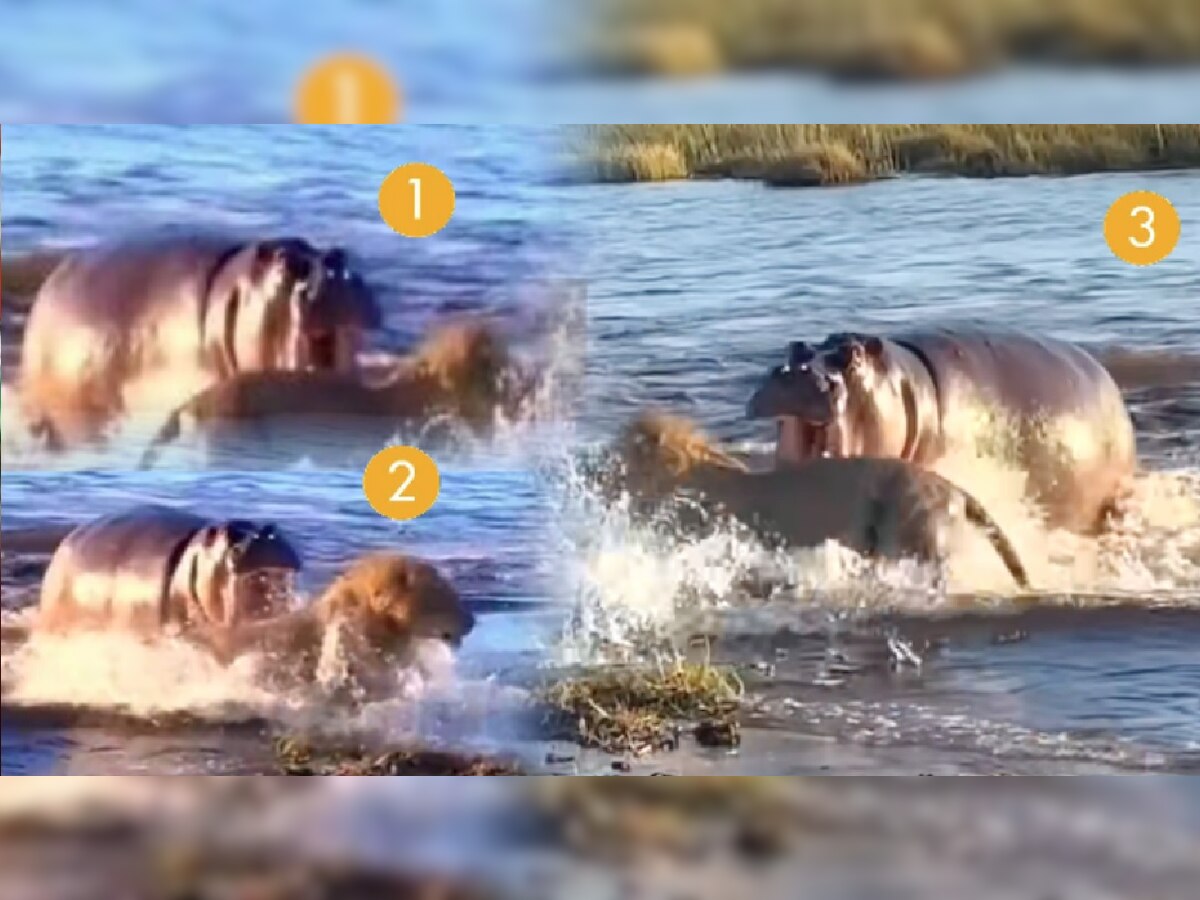 Hippo Attacks Lion: गेंड्याकडून सिंहांचा पाठलाग अन्...; थरार कॅमेरात कैद! Video ला 36 Lakh Views title=