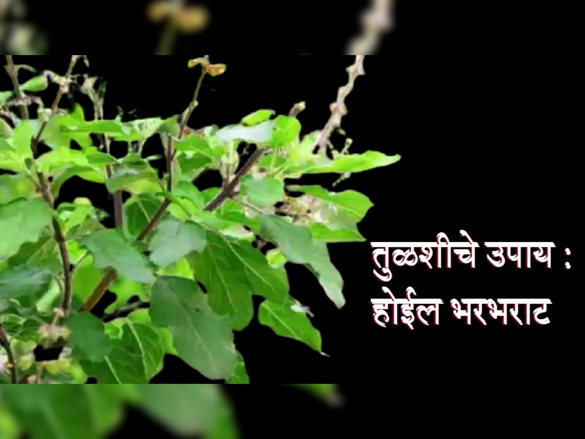 Guruwar Tulsi Upay: गुरुवारी करा 'हे' तुळसीचे उपाय, चुटकीसरशी सुटेल आर्थिक समस्या title=