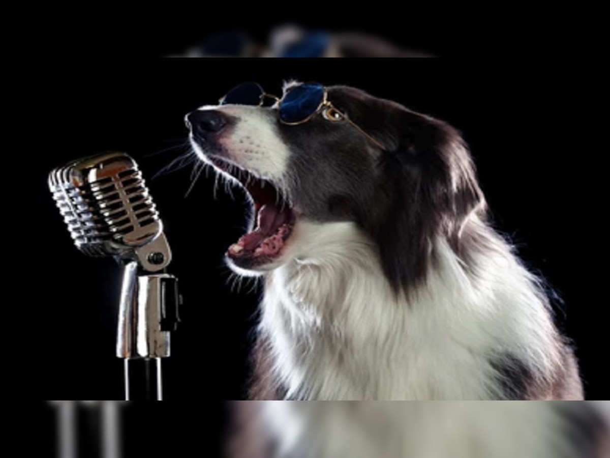 viral dog singing video: गाणारा कुत्रा पाहिलाय का ? video पाहून बसेल धक्का  title=