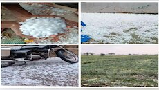 धुळ्यात शेतपीकाला गारपीटीचा तडाखा, रस्त्यावर गारांचा खच...रब्बी पिकांचं नुकसान
