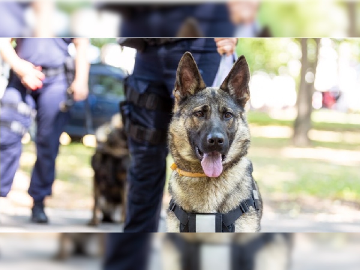 Crime News: जे पोलिसांना जमले नाही ते एका कुत्रीने करुन दाखवलं; फक्त 20 सेकंदात शोधला खुनी title=